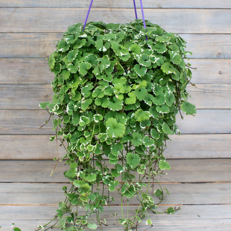 Будра плющевидная мраморная кашпо d23