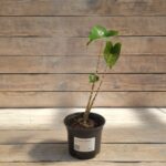 Алоказия Зебрина "Zebrina" d12