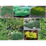 Можжевельник микс d9-10