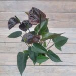 Антуриум Блек d11 — изображение 2