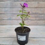 Флокс метельчатый Стразы d12