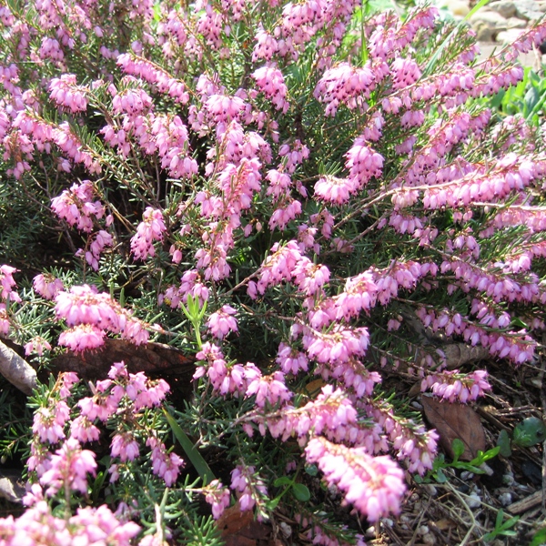 dd5f0752c19e7b776940b5149dd9e089 Эрика розовая Атрорубра "Atrorubra" d9-10 — изображение 1