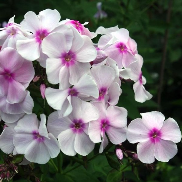 Флокс метельчатый Атлант d12 — изображение 1