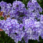 Флокс Вечерняя Гжель "Vechernyaya Gzhel" d12