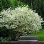 Дерен белый Элегантиссима 3,5л