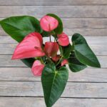 Антуриум Пинк d12 — изображение 2