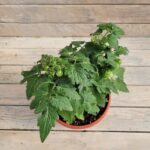 Томат кашпо d18 — изображение 2