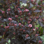 Пузыреплодник калинолистный Литтл Девил 3,5л