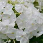 Флокс метельчатый Снежный принц d12