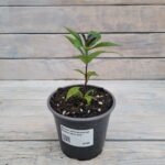 Флокс метельчатый Яркое лето d12