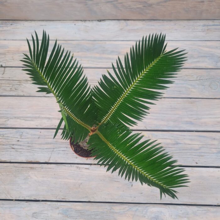 Цикас d11 — изображение 2