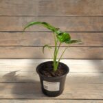 Алоказия Кукулата "Cucullata" d12