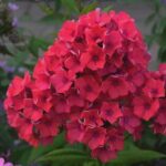 Флокс метельчатый Калинка d12