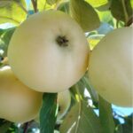 Яблоня Белый налив 5л