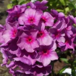 Флокс метельчатый Сказочное суфле d12