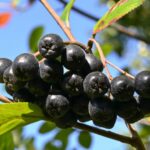 Рябина Черноплодная микс 5л