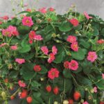 Земляника ремонтантная Тоскана "Toscana" d12