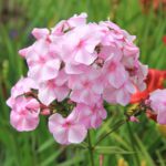 Флокс метельчатый Пересвет d12