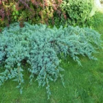 Можжевельник чешуйчатый Блю Карпет d9-10