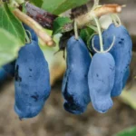 Жимолость Уссульга(Усульга) "Usulga" d10