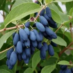 Жимолость Богатырь "Bogatyr" d9-10