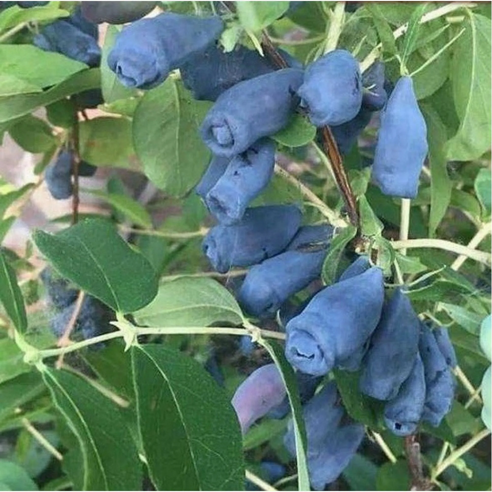 i Жимолость Мичуринское диво d10 — изображение 1