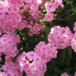 Флокс метельчатый Алина d12