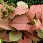 Сингониум d9-10