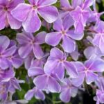 Флокс метельчатый Ихтиандр d12