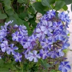 Флокс Остров Санторини "Ostrov Santorini" d12