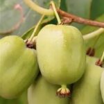 Актинидия аргута Чан Бай Гиант "Chang Bai Giant" d10