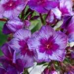 Флокс метельчатый Синий Дракон d12