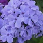 Флокс метельчатый Голубая готензия d12