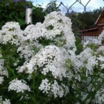 Флокс метельчатый Белая Шубка d12