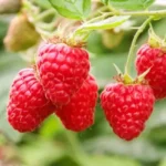 Малина ремонтантная Маравилла 2л