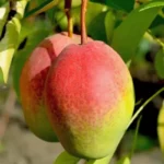 Груша Киргизская зимняя 6-7 л