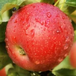 Яблоня Елена 5л