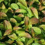 Дерен белый Кессельринги "Kesselringii" 2л