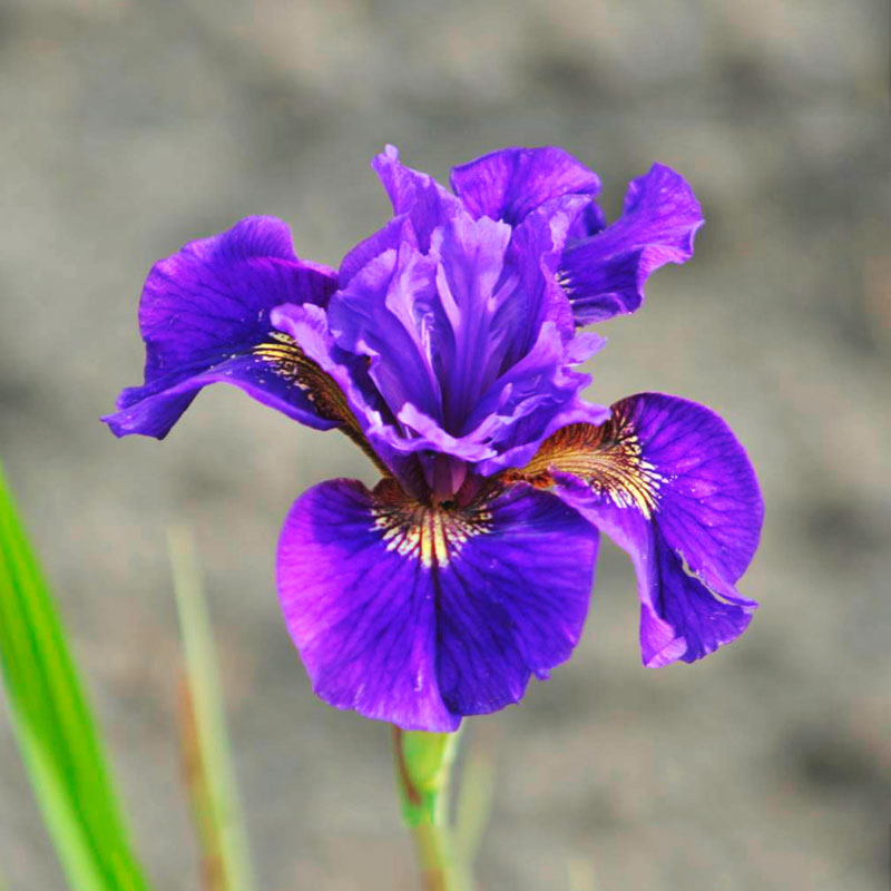 Ирис сибирский Раффлд Плас d12