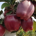 Яблоня Ред Кап ОКС (п)