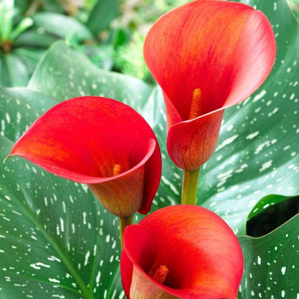 Калла Ред Алерт "Red Alert" d12