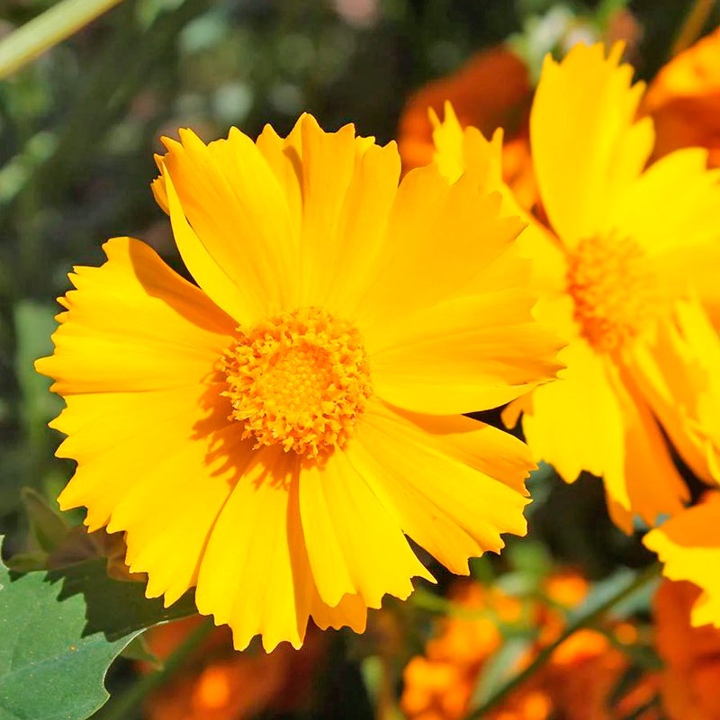 koreopsis-limonchello-golden-jellou.jpg Кореопсис Лимончелло d9 — изображение 1