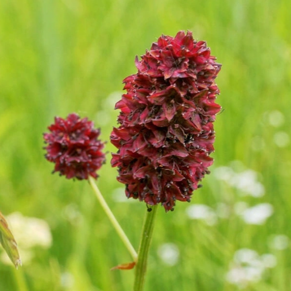 Кровохлебка Танна d12