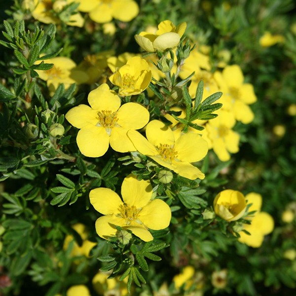 Лапчатка кустарниковая Голдтеппич 3,5л