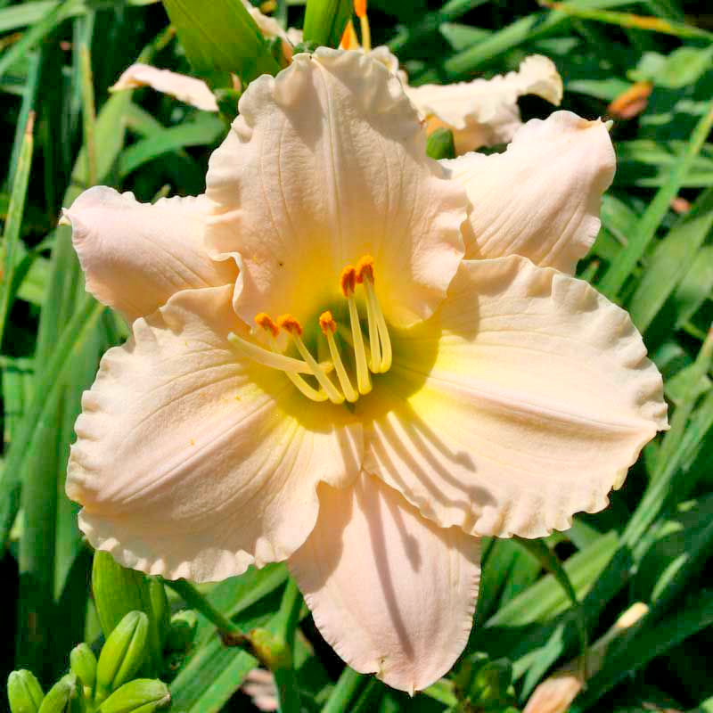 Лилейник гибридный Лаллебай Бэби d15