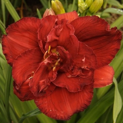 Лилейник гибридный Редикулюс "Rediculous" d17