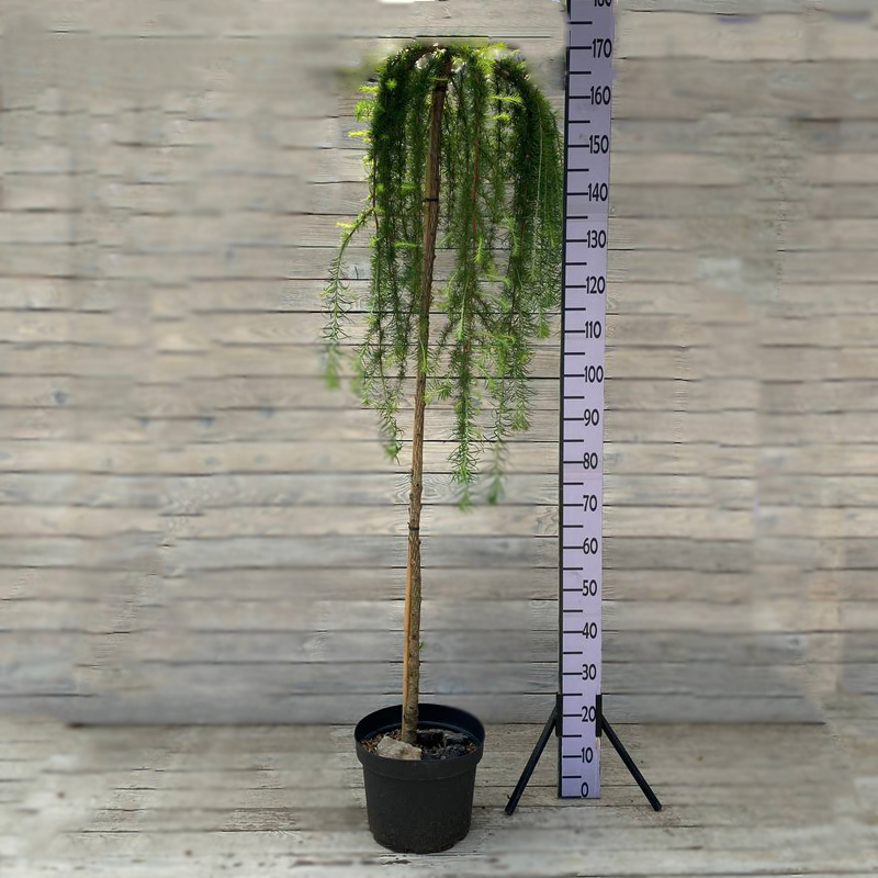 Лиственница японская Стиф Випер на штамбе 10л (d28)