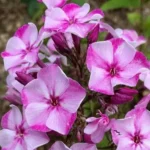 Флокс метельчатый Модница d12