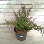 Можжевельник казацкий Аркадия 15л