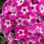 Флокс метельчатый Смешинки d12